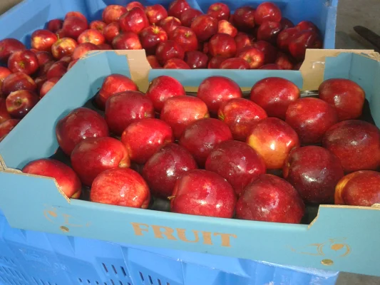 Productfoto Jonagold