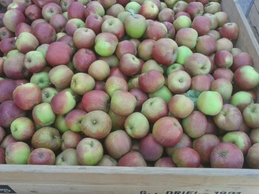 Productfoto Goudreinette