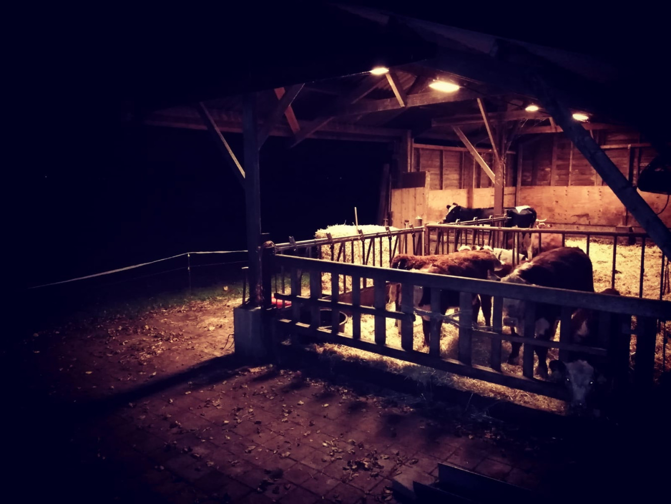 Hoofdafbeelding van Geerland Hereford Vlees (Mts. De Geerakkers)