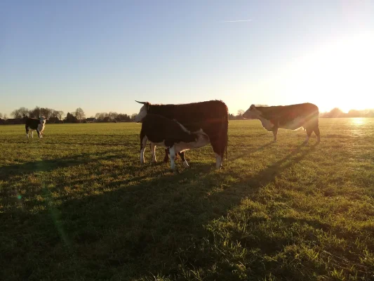 Productfoto Braadlapjes