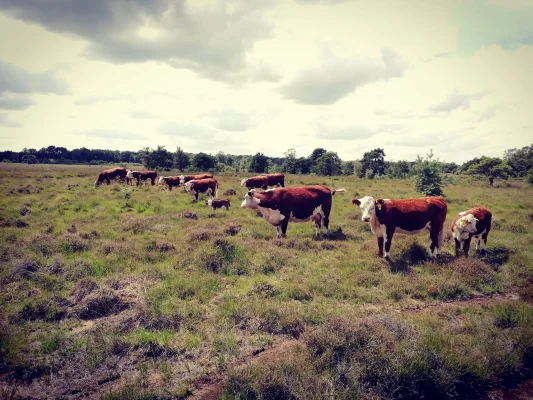 Productfoto Runderworst