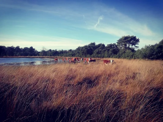 Productfoto Merquesworst