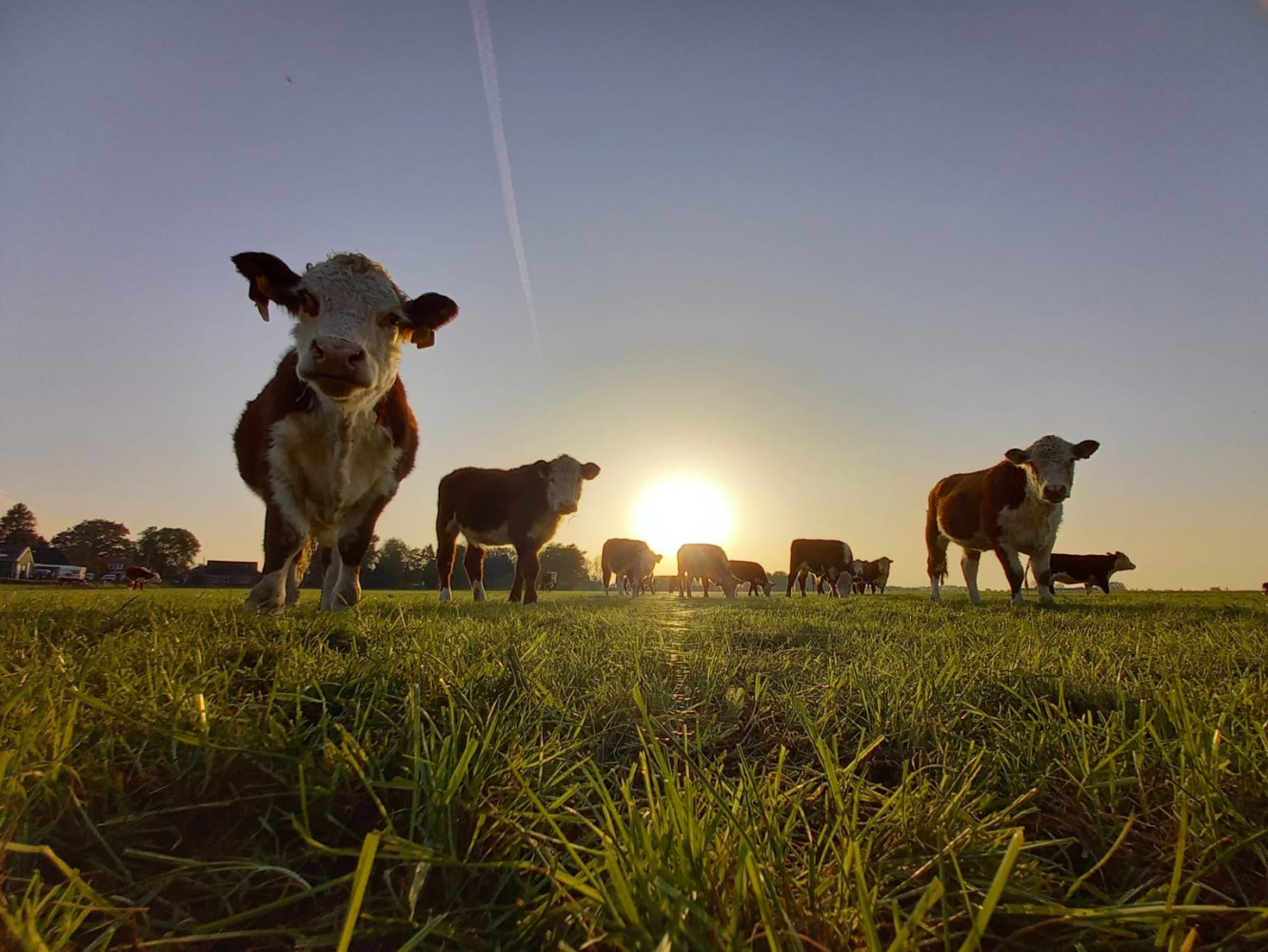 Hoofdafbeelding van Geerland Hereford Vlees (Mts. De Geerakkers)