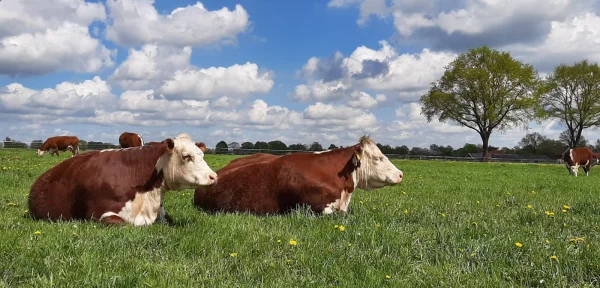 Productfoto Droge worst