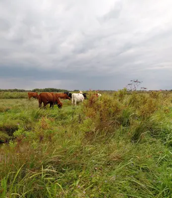 Afbeelding Grechthoeve Rundvlees