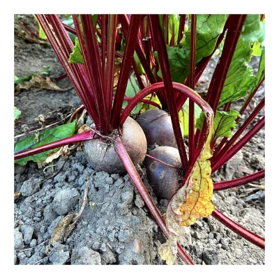 Productfoto Rode bieten