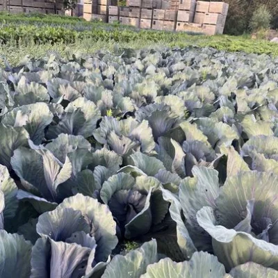 Productfoto Rode kool