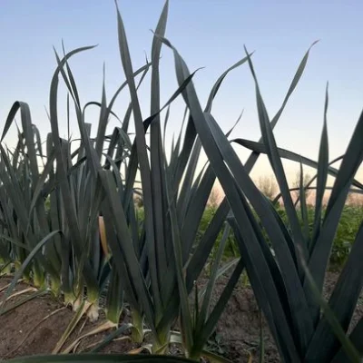 Productfoto Heerlijke prei