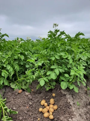 Productfoto Aardappelen