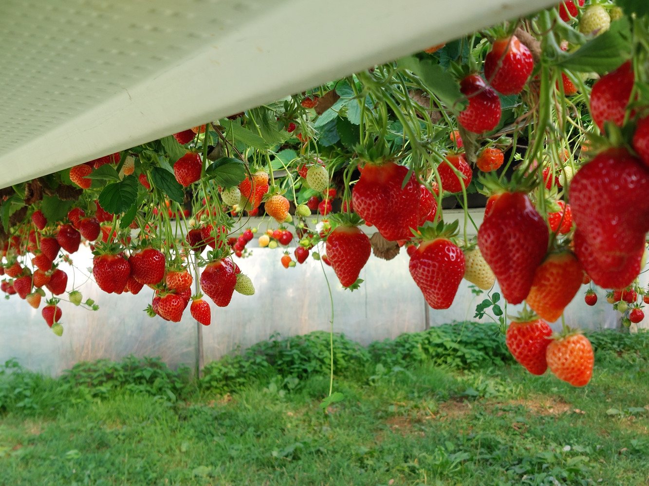 Hoofdafbeelding van Het Aardbeienvrouwtje