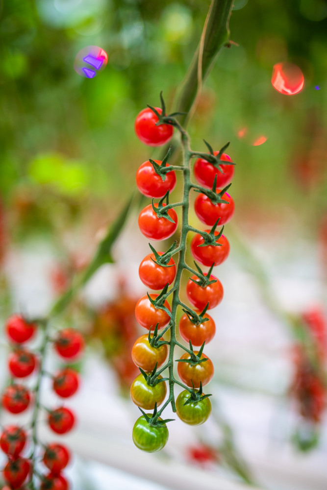 Hoofdafbeelding van Het Tomatenhutje