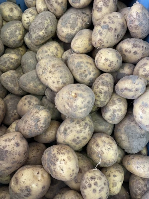 Productfoto Aardappelen, zak 5 kilo