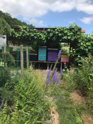 Productfoto Bloemenhoning