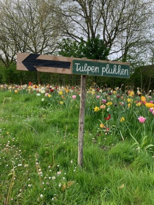 Opening tulpenpluktuin