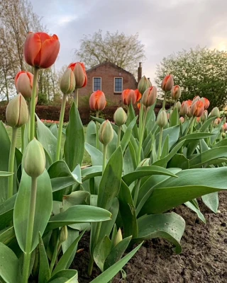 Workshop 16 april 2025 Natuurlijk schikken op een tulpenveld