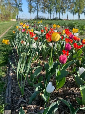 Productfoto Tulpenbollen (10 stuks)