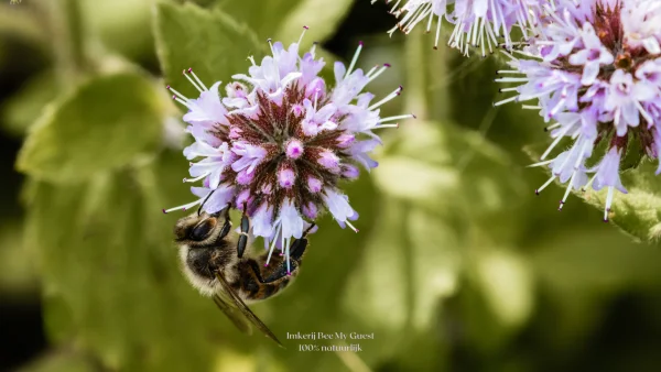 Productfoto Wilde Munthoning - 250 gram