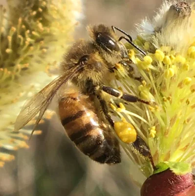 Afbeelding Imkerij Het Reestdal