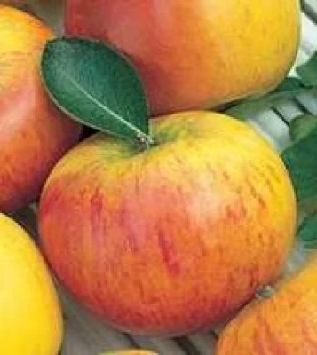 Productfoto Cox's Oranje, Karmijn, Gala, Goudreinet, Elstar, Zoete Ermgaard, Schellinkhouter