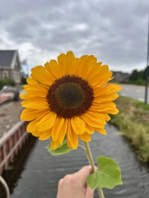 Productfoto Zonnebloemen