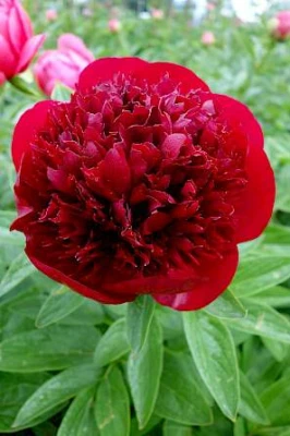 Productfoto Red Charm