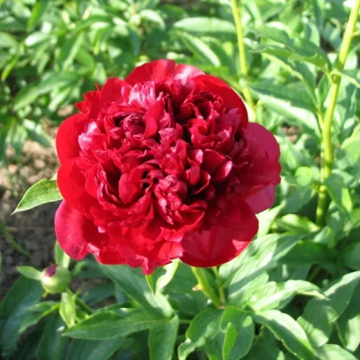 Productfoto Christmas Velvet