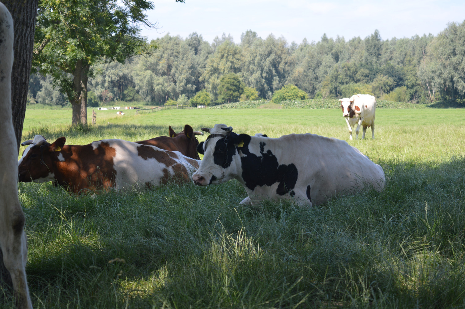 Hoofdafbeelding van Kaasboerderij Geingenoegen