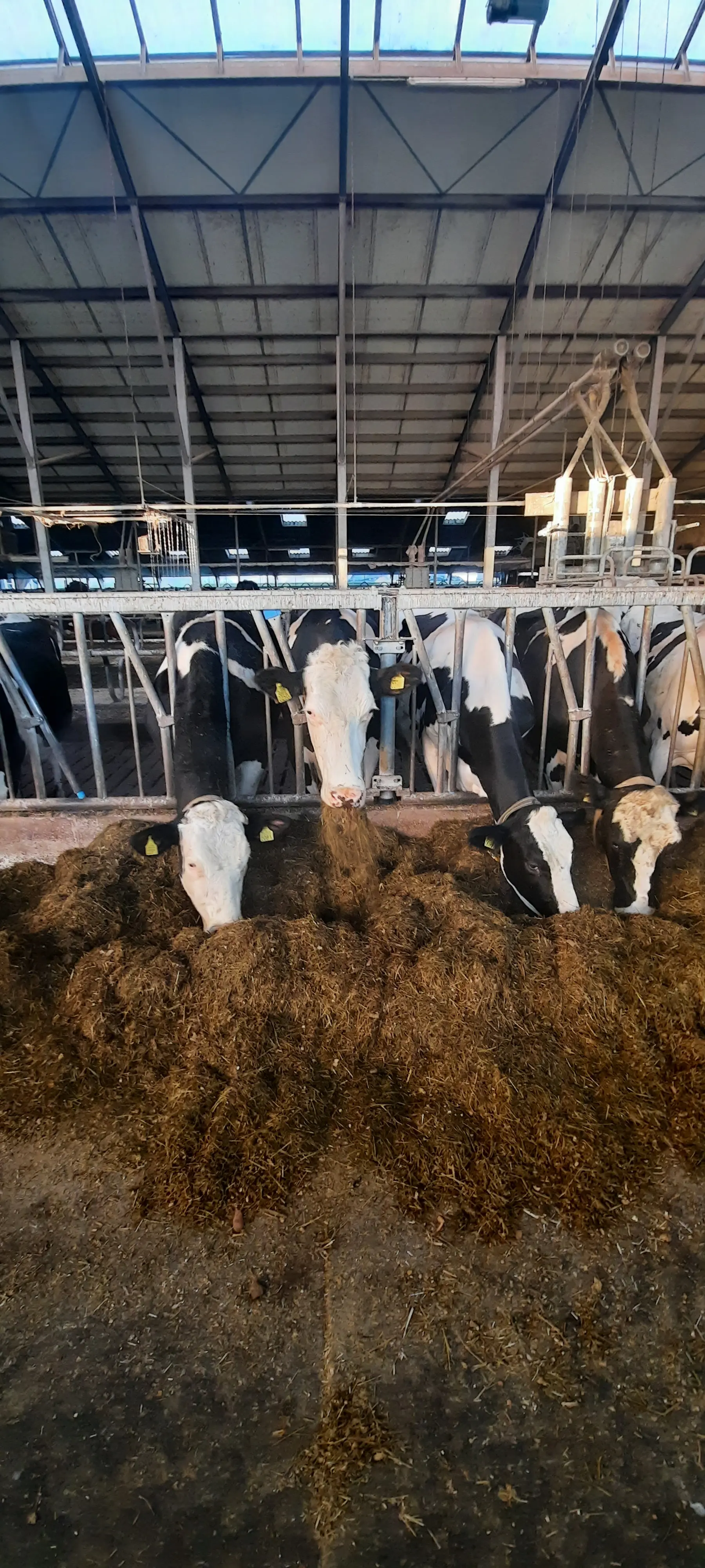 Kaasboerderij Snoek Boerderijwinkel En Boerderij In Bergambacht kaasboerderij-snoek-boerderijwinkel-en-boerderij-in-bergambacht