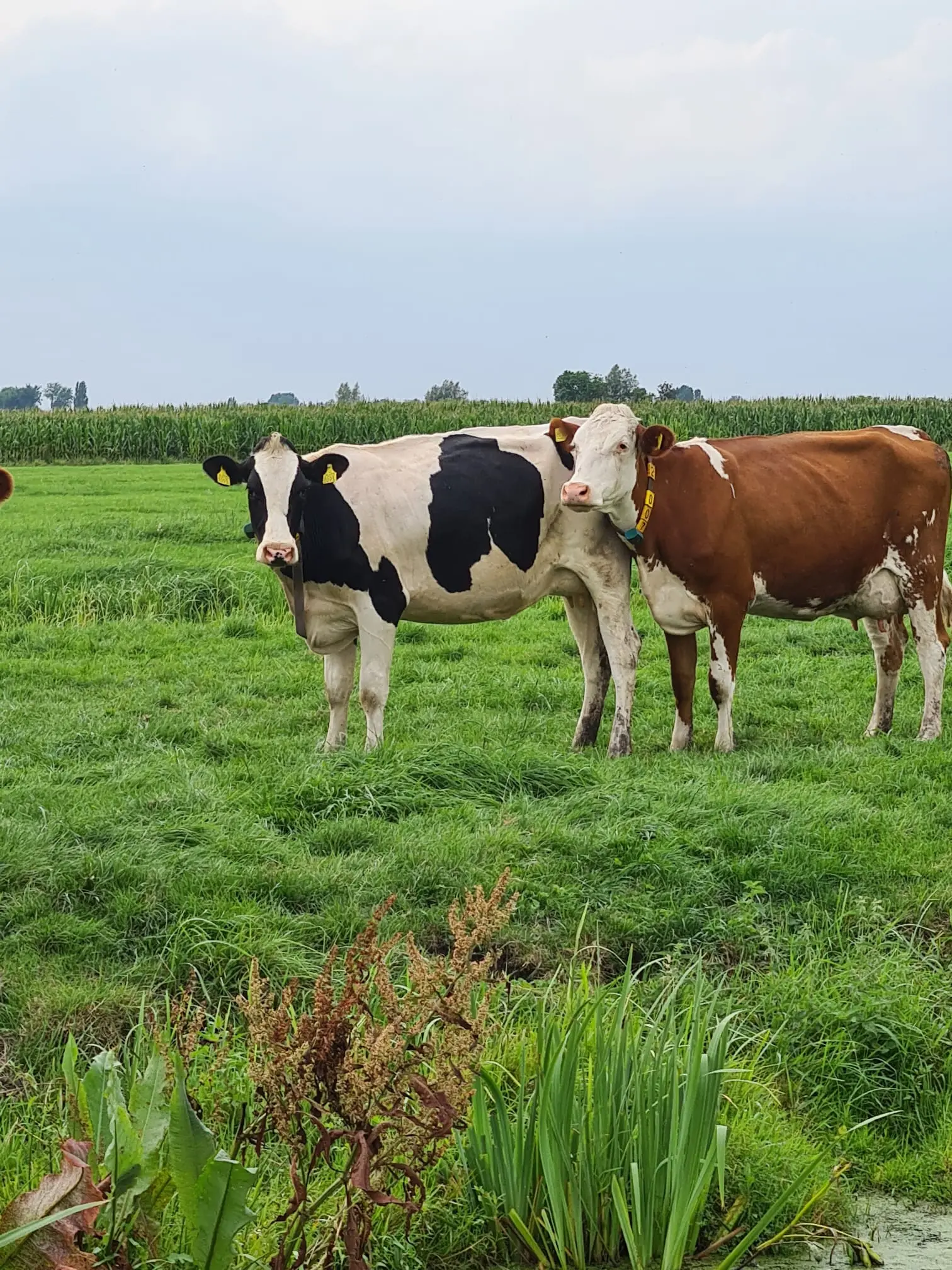 Kaasboerderij Snoek Boerderijwinkel En Boerderij In Bergambacht kaasboerderij-snoek-boerderijwinkel-en-boerderij-in-bergambacht