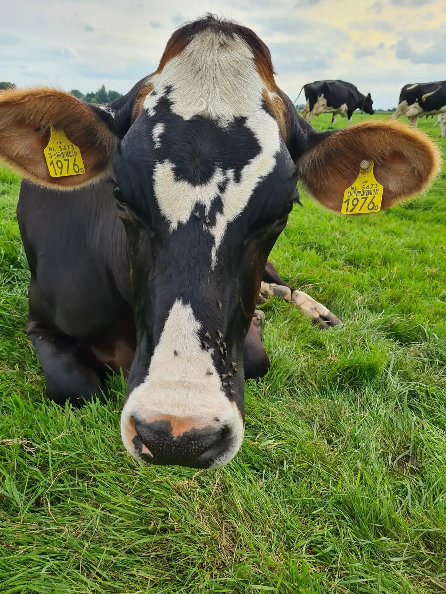 Kaasboerderij Snoek Boerderijwinkel En Boerderij In Bergambacht kaasboerderij-snoek-boerderijwinkel-en-boerderij-in-bergambacht