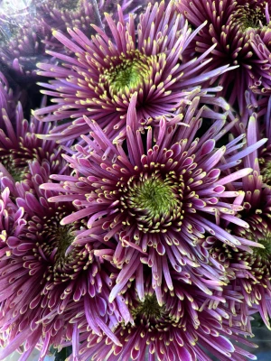 Productfoto De leukste seizoensbloemen