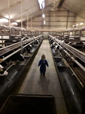 Afbeelding Kalverhouderij Groen Dedemsvaart