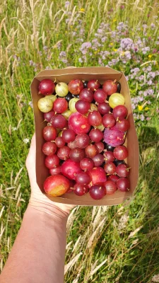 Productfoto Pluk je eigen bessen & frambozen!