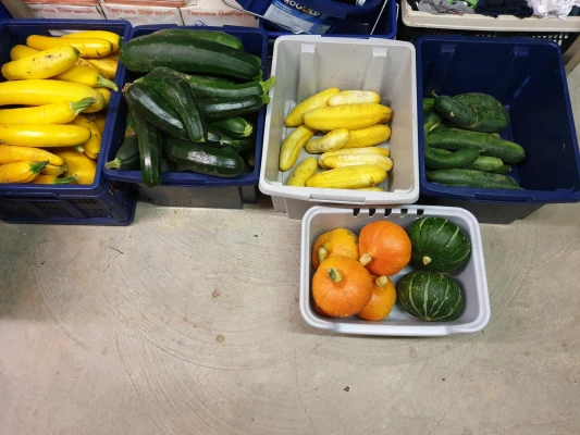 Productfoto Courgette en pompoenen