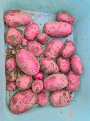 Productfoto  Baltic fire