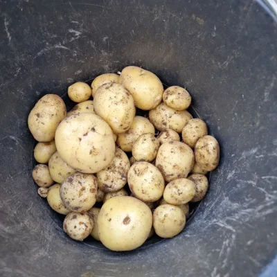 Productfoto Frieslander aardappelen