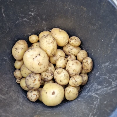 Productfoto Frieslander aardappelen