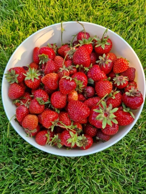 Productfoto Aardbeien