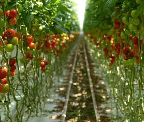 Productfoto Losse Tomaten