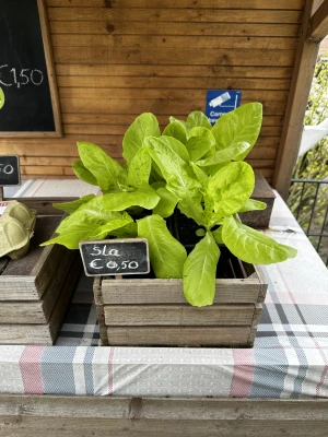 Productfoto Sla plantjes