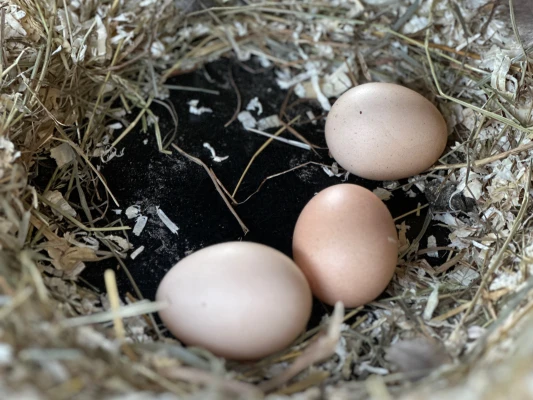Productfoto Barnevelder kriel eieren
