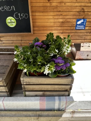 Productfoto Leverbalsem & Waaierbloem