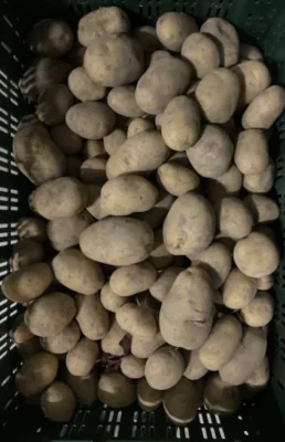 Productfoto Frieslander