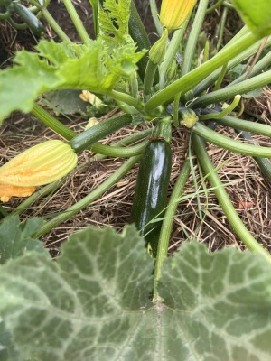 Productfoto Courgette