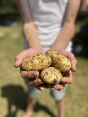 Productfoto Aardappel - Levante Bio iets kruimig