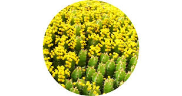 Productfoto Daghmoes of Cactus honing, 250 gram