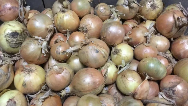 Productfoto 1 kg gele uien