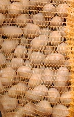 Productfoto 1 kg Agria krieltjes (oogst 2024, kleigrond)