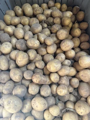 Productfoto 1 kg Frieslander krieltjes (oogst 2025, kleigrond)