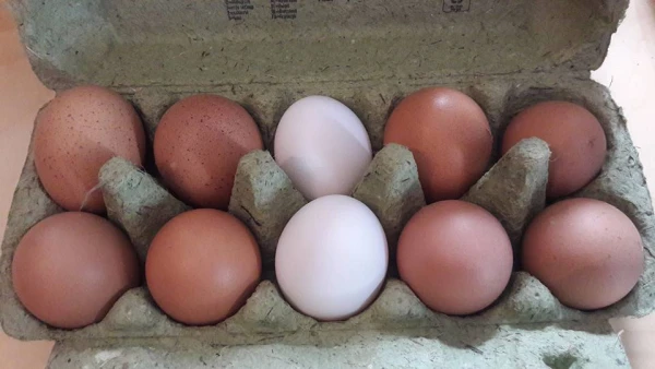 Productfoto Vaortkaant eieren